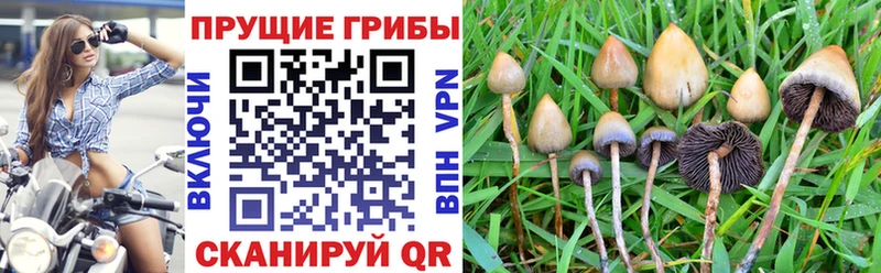 Псилоцибиновые грибы Cubensis  сколько стоит  Мантурово 
